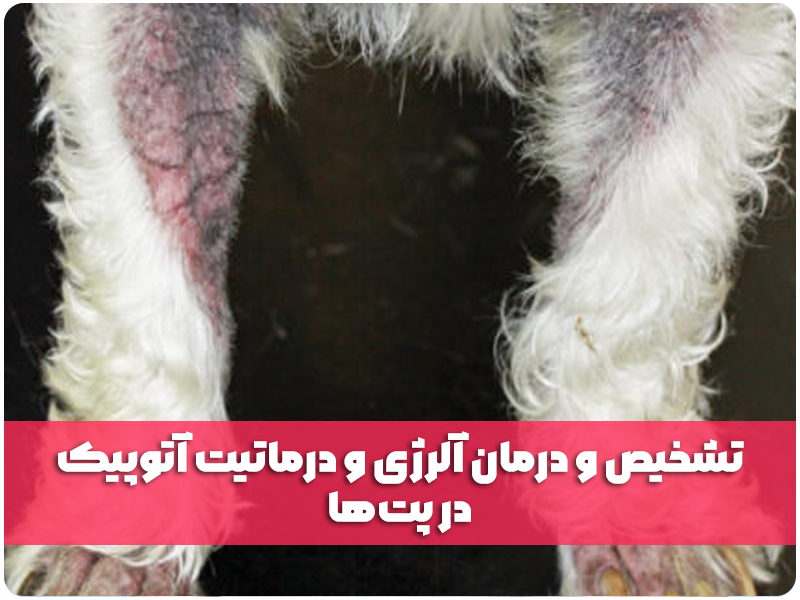 تشخیص و درمان آلرژی و درماتیت آتوپیک در پت‌ها